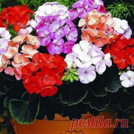 Выращивание герани в домашних условиях Пеларгония (лат. Pelargonium) – род семейства Гераниевые родом из Южной Африки, насчитывающий до 400 видов и форм однолетних и многолетних растений. В Европе представители этого рода появились в конце...