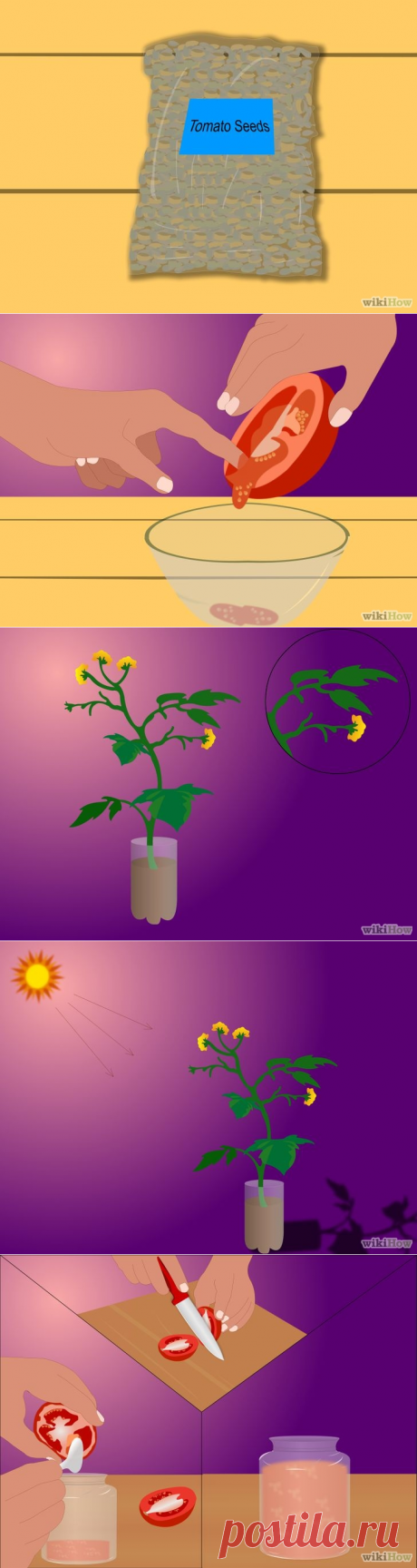 Как вырастить помидоры из семян
