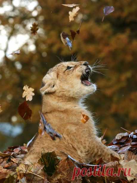 Очарование: первая осень в жизни маленькой львицы