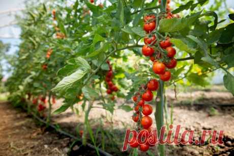 Почему помидоры кислые или горькие на вкус и что делать? Фото — Ботани | огород | Постила