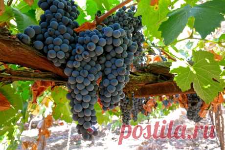 Полезная подкормка для Винограда, после которой можно собирать Крупные грозди ежегодно | КОТоПЁСоМАНИЯ | Яндекс Дзен