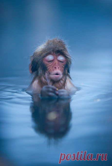 Adorable Photos of Japanese Snow Monkeys - My Modern Metropolis