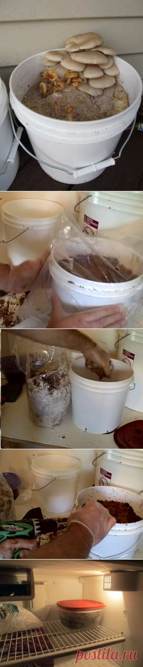 How to Grow Mushrooms