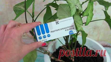 Аспирин и еще 6 способов заставить комнатные растения расти как на дрожжах