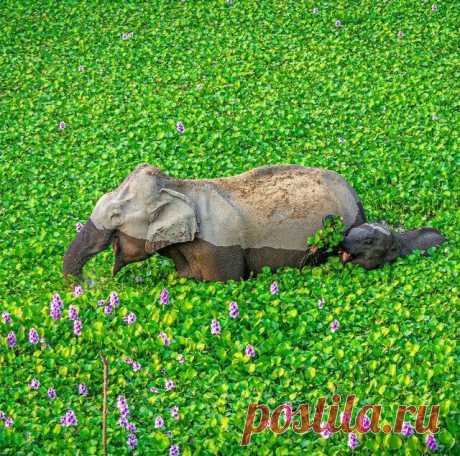 Слониха и слоненок пробираются через поле водяного гиацинта в национальном парке Казиранга (в Индии Телеграм канал Популярная наука Фотография излучает счастье слонов через экран!  Когда индийские слонята рождаются, то они покрыты шерстью, как мамонтята! Но со временем эта шерсть выпадает и стирается за ненадобностью. Слоны никогда не удаляются от водоемов. Потому что взрослому слону требуется до 90 литров воды в сутки! Пьют они постоянно и много.  Индийские слоны меньше с...