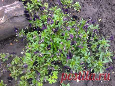 Виола трехцветная черная (Viola tricolor black)