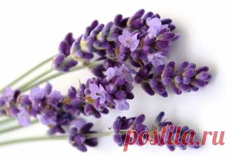 lavanda