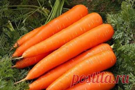 Почему трескается морковь | дача | Яндекс Дзен