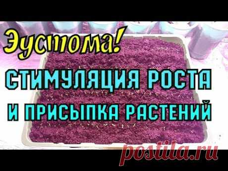 ЭУСТОМА! СТИМУЛЯЦИЯ РОСТА И ПРИСЫПКА РАСТЕНИЙ!