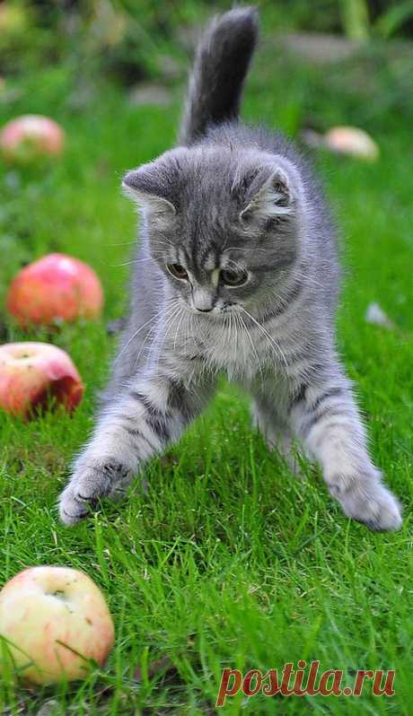 Silver tabby kitten: I really thought it would roll like a ball. It just sat there... #catsandkittens #cats #kittens #cute