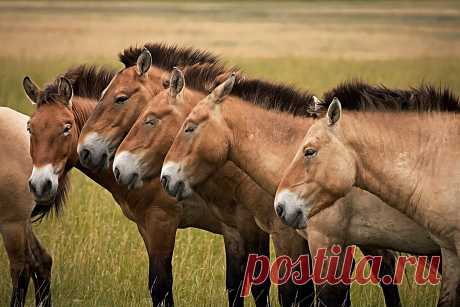 Лошадь Пржевальского: 7 интересных фактов о жизни диких лошадей | Приключения натуралиста | Яндекс Дзен