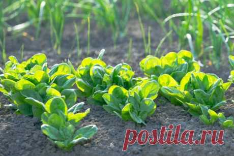 Как выращивать шпинат и получать урожай весь сезон? Фото — Ботаничка.ru