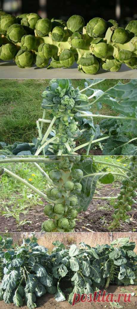 Капуста брюссельская на  и её польза. Как вырастить брюссельскую капусту: от рассады до посадки.