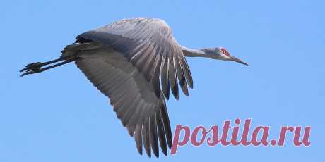 Sandhill Crane Not quite the ultimate in aerodynamic perfection - but just look at how he fairs his upper legs into the undertail coverts!   He has to be forgiven for those feet, however.  He has to use them for foraging, and thus makes the tradeoff.   [EXIF: Canon 7D, 100-400mm, Av@f/11.0, 1/1000, Ev +1/2, ISO 800]