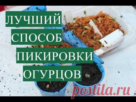 Лучший Способ Пикировки Огурцов. Крепкая Рассада - Богатый Урожай! Рассада огурцов. Отличный проверенный способ пикировки огурцов, которым я пользуюсь уже много лет. Рассада огурцов вырастает крепкая, урожай радует! Как пики...