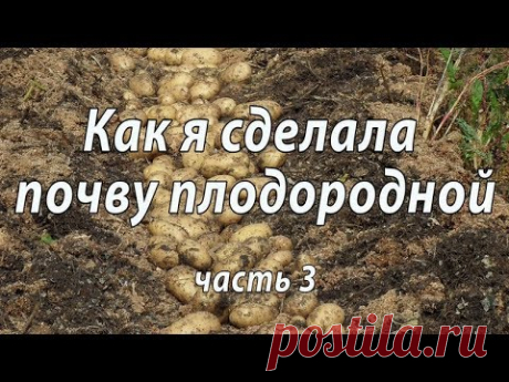 Как я сделала почву плодородной. Часть 3.