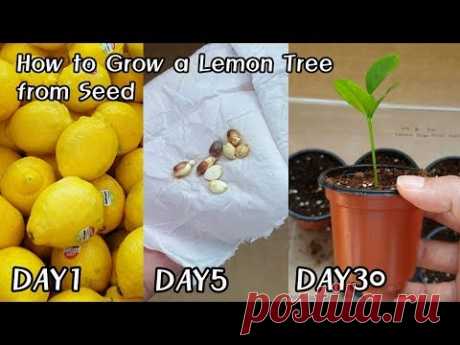 레몬 사 먹고 공짜로 모종 얻는 방법!ㅣHow to Grow a Lemon Tree from Seed