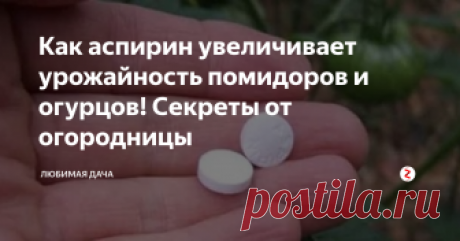 Как аспирин увеличивает урожайность помидоров и огурцов! Секреты от огородницы Дорогие дачники хочу рассказать про аспирин (ацетилсалициловая  кислота), который сможет не только побороть температуру у людей, но и  оказать плодотворное действие на урожай огурцов и помидор, а также  защитить и поддержать растения в неблагоприятные погодные дни  (дождливые и засушливые).  Не многие знают, что все растения в  порывах стресса (резкое ухудшение погоды, поражениях вредителями и  бо