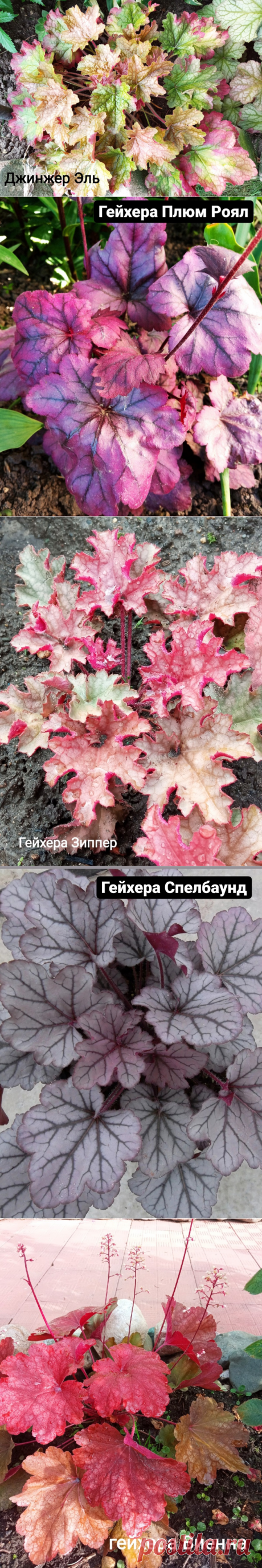 Почему после зимовки пропадают Geuchera. Когда поймешь, все в корне меняется + 10 фото моих красоток | Цветочная няша | Яндекс Дзен