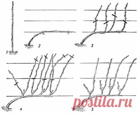 Как правильно сформировать куст винограда: Формирование куста винограда: схема для начинающих — Чудеса света , Семь чудес света, Всемирное наследие ЮНЕСКО