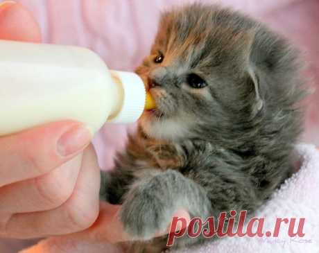 Фото котят, которых кормят молоком: 10 очень трогательных снимков | Ололо - смешные картинки и веселые истории