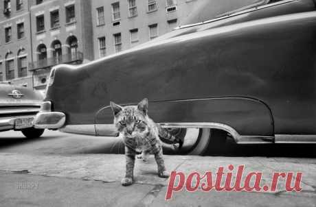 Cat, Cadillac: 1959 May 1959. New York. "Cat on sidewalk." 35mm negative by Angelo Rizzuto.