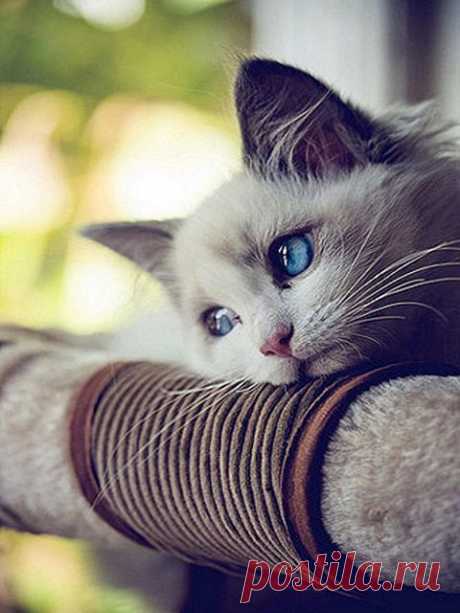 White Cats with Magical Blue Eyes | Funny cats