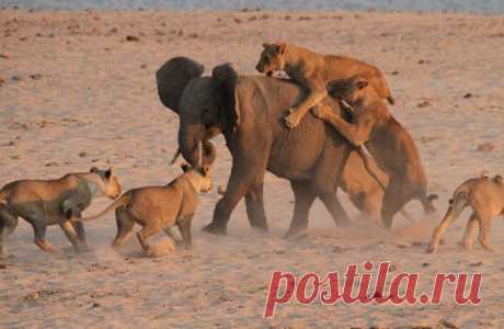 Захватывающее видео: схватка слоненка и 14 львов | Мир фактов