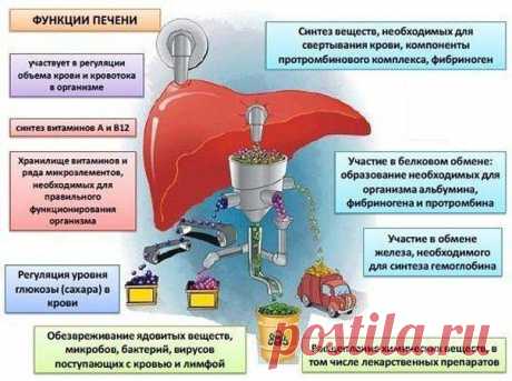 Как ухаживать за своей печенью