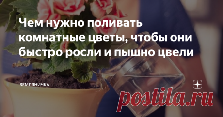 Чем нужно поливать комнатные цветы, чтобы они быстро росли и пышно цвели Я отношусь к тем людям, которые ну просто жить не могут без «зеленого уголка» в комнате. Нет, ну правда, растения в доме не только создают уютную и теплую атмосферу, но и поднимают настроение своими прекрасными цветами. Особенно это чувствуется в осенне-зимний период, когда любимые клумбы за окном покрываются толстым слоем снега.
Однако, домашним «питомцам», как и их уличным «собратьям», требуется