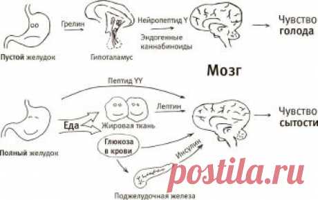 Как обмануть голод при похудении: как и чем утолить, побороть, подавить, заглушить чувство аппетита во время диеты, как не хотеть есть | Кость широкая