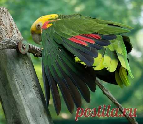 Самые крупные и красивые попугаи » Цветик-семицветик