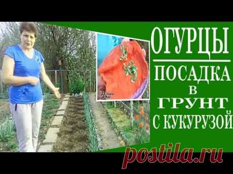 Посадка огурцов в грунт.Метод посадка огурцов с кукурузой.