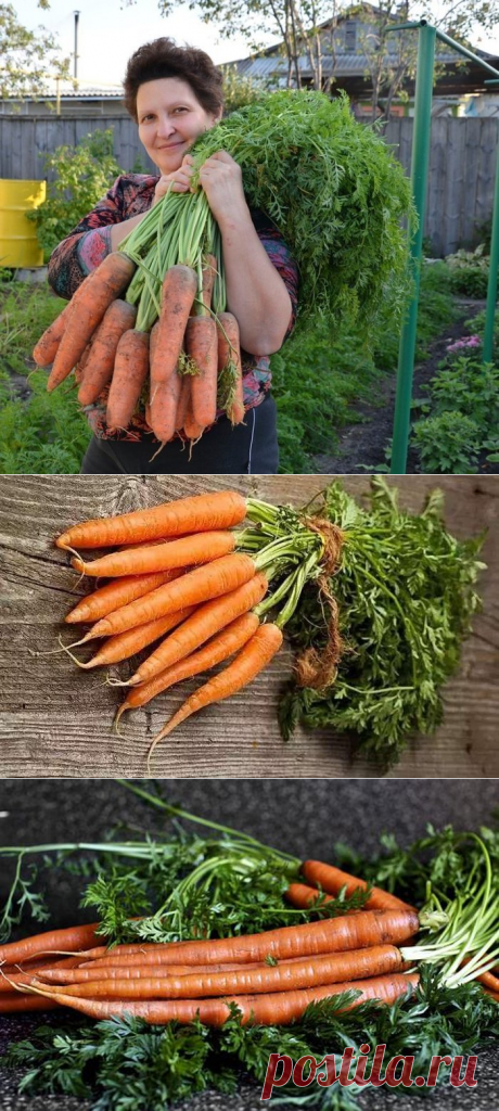 Готовы к такому урожаю? Нужно сеять морковь следующим образом