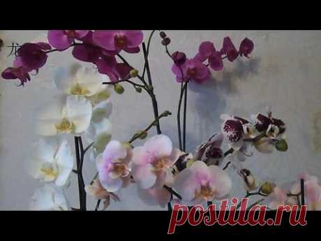 орхидея Phalaenopsis: уход после покупки