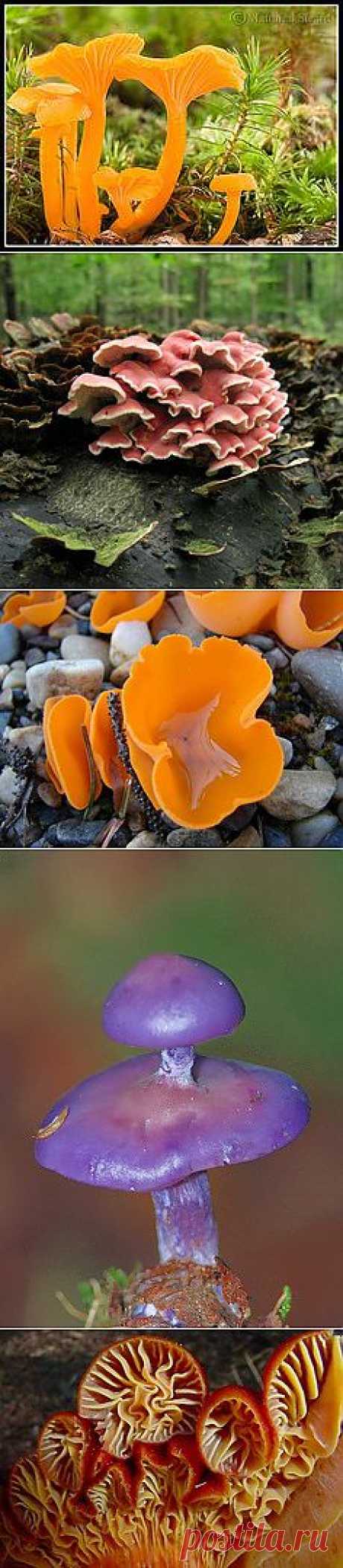 Paddenstoelen