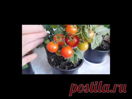 🍅🍅🍅ТОМАТЫ КОМНАТНЫЕ ! ВЫРАЩИВАНИЕ ОТ СЕМЯН ДО ПЛОДОВ ! How to grow indoor tomatoes