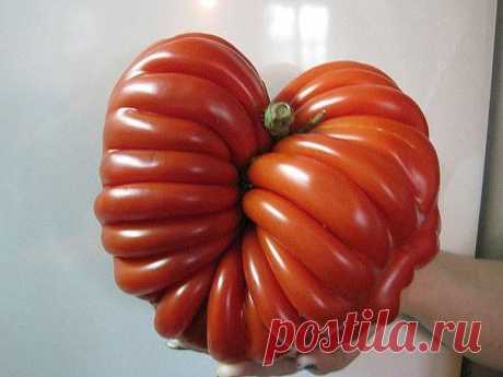 10 ПРАВИЛ при выращивании томатов!
