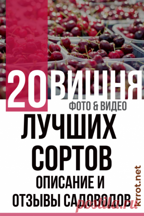 Вишня: Описание 20 Лучших Сортов | Фото +Отзывы Садоводов