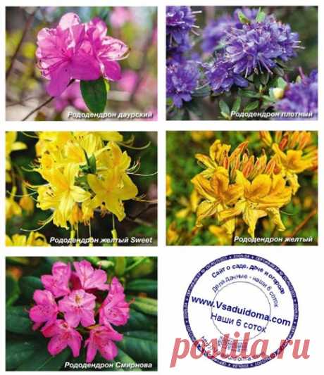 Рододендрон (фото) - выращивание и виды | Сайт о саде, даче и комнатных растениях.
