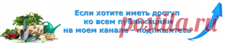 Узнай, для чего я использую пищевую соду на огороде. | У-Дачный канал советы от Арины | Яндекс Дзен