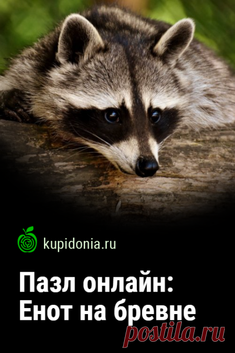 Пазл онлайн: Енот на бревне. Красивый пазл онлайн с симпатичным енотом из серий «В мире животных» и «Дикие животные». Собери пазл на сайте!