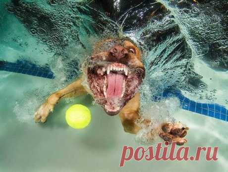 Ужасно крутые собачки под водой | Хитрости Жизни