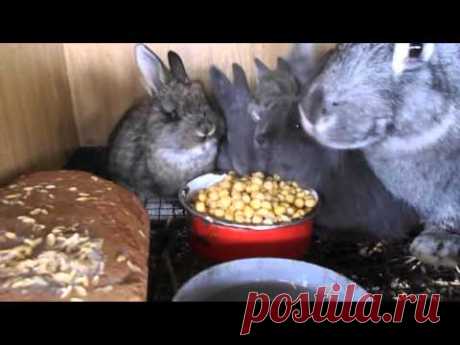 Чем можно и нужно кормить кроликов в зимнее время!!! Питание кормящих крольчих горохом!!!