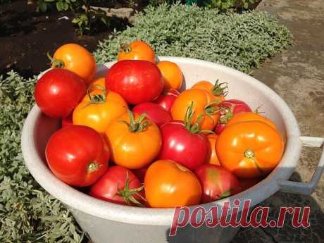 Как получить первый урожай томатов уже в мае-начале июня (в теплице и без нее) | Сад, дом, огород | Яндекс Дзен