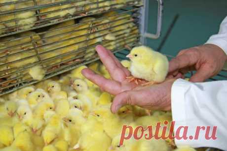 Свои цыплята из инкубатора – все тонкости закладки яиц | Полезно (Огород.ru)