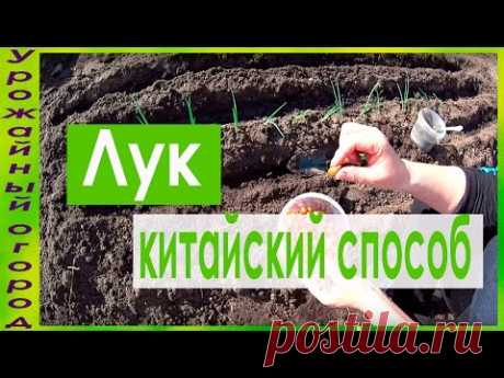 КИТАЙСКИЙ СПОСОБ ВЫРАЩИВАНИЯ ЛУКА НА ГРЕБНЯХ!ОТЛИЧНЫЙ СПОСОБ! - YouTube