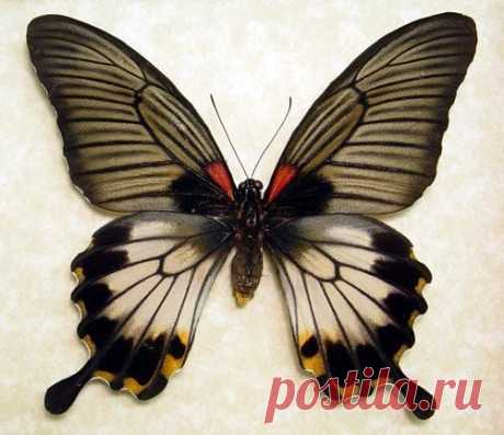 Swallowtail Butterfly - Papilio Lowi Zephyria [Female]; Origin: Philippines.  
Etsy из Etsy   |   Pinterest • Всемирный каталог идей