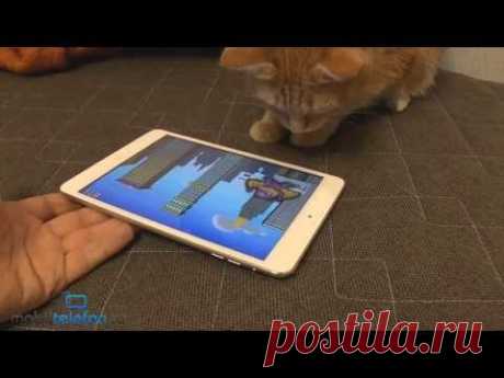 Игры для кошек на iPad: Game for Cats, Paint for Cats и Catzilla