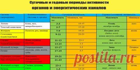 Биологические часы организма человека по часам работы.